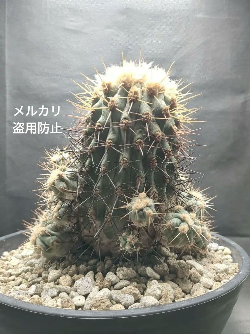 現地球　Copiapoa　大株　迫力　コピアポア ギガンティア　逆鱗丸
