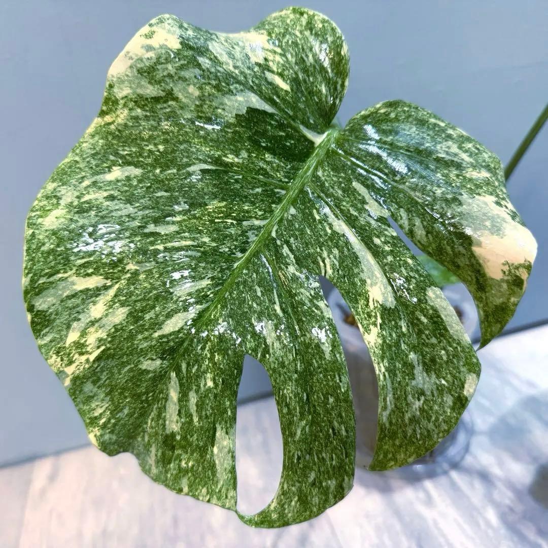 モンステラ デリシオーサ グリーンスノー Green  希少