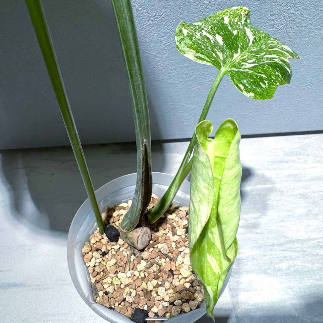 モンステラ デリシオーサ グリーンスノー Green  希少