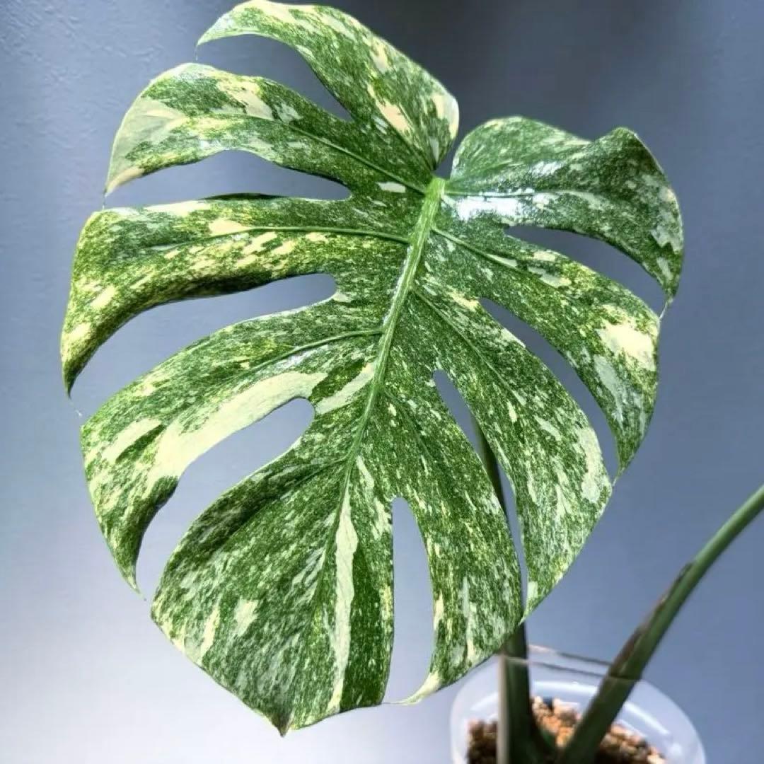 モンステラ デリシオーサ グリーンスノー Green  希少