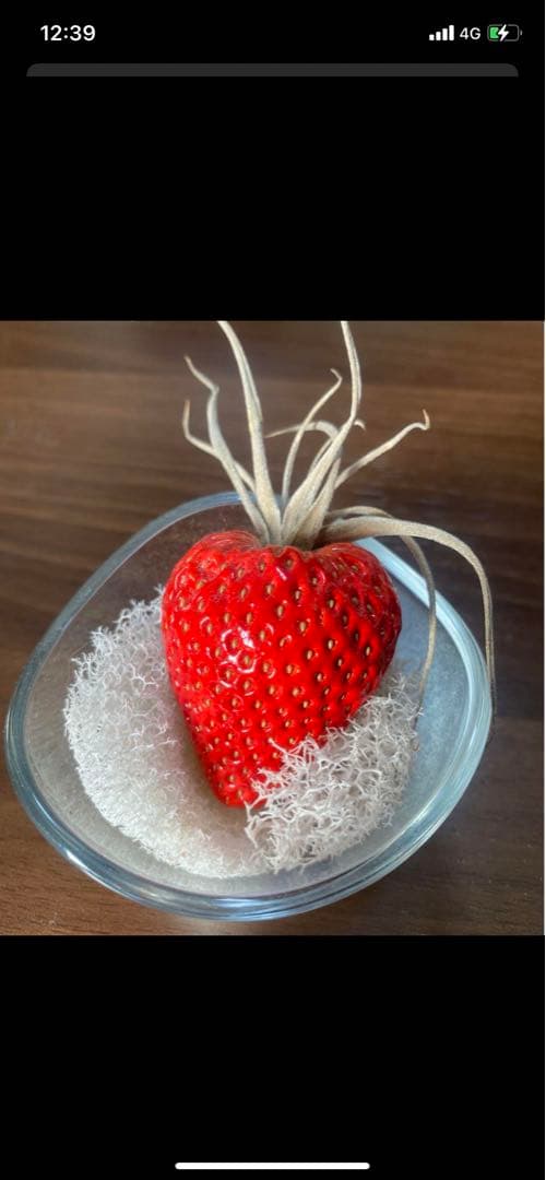 echidna fruit pot エアープランツ　プランター　苺