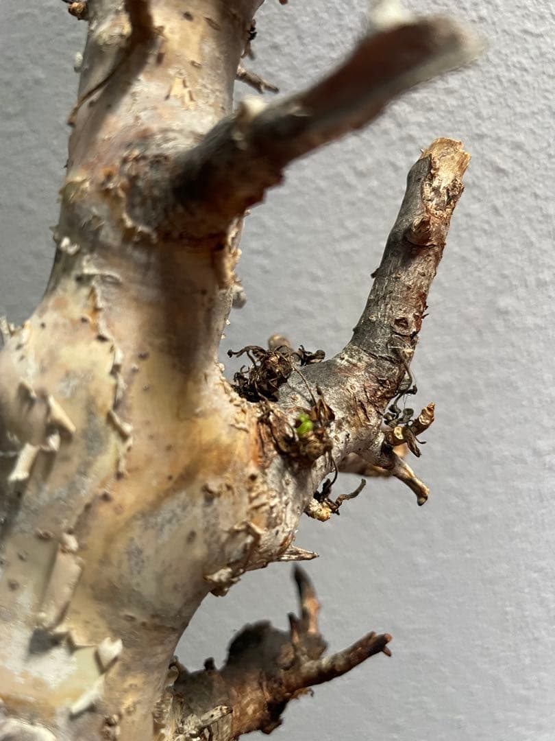 本日限定値下げ！大型株 コミフォラ カタフ ピュア