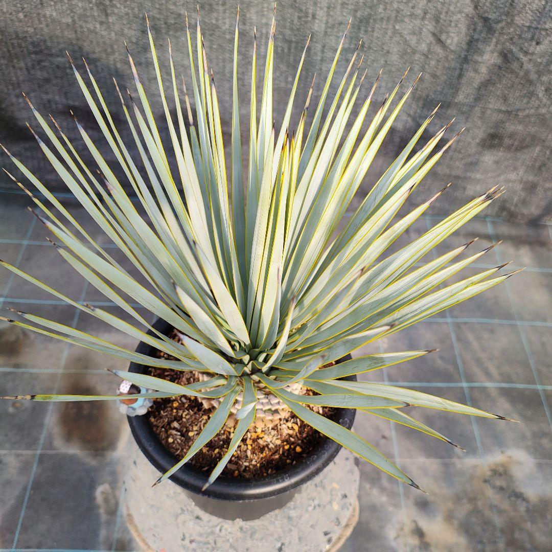 ザ*フ様 ユッカ ロストラータ Hybrid No.4