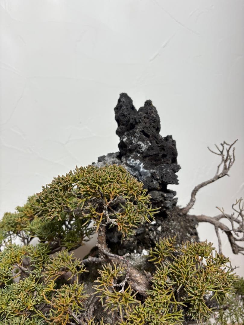 【大阪北部引き取り限定】 真柏　盆栽　石付き