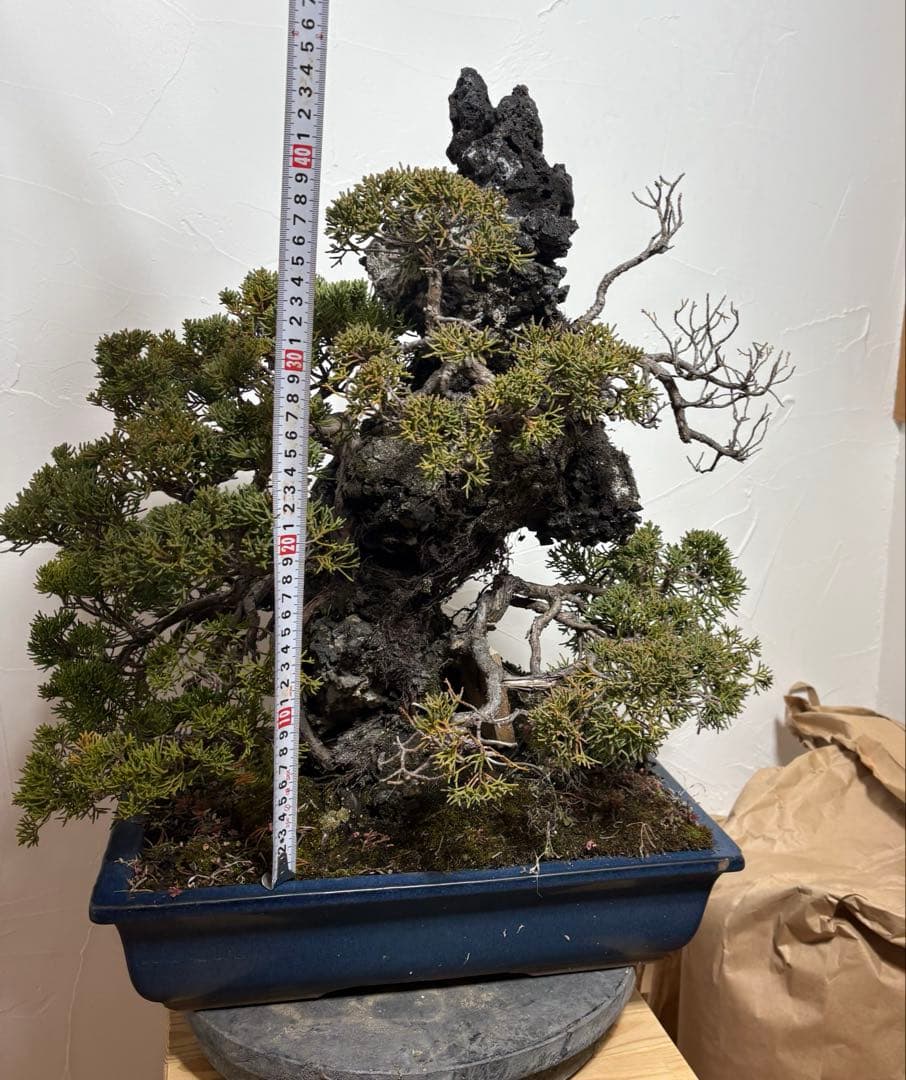 【大阪北部引き取り限定】 真柏　盆栽　石付き