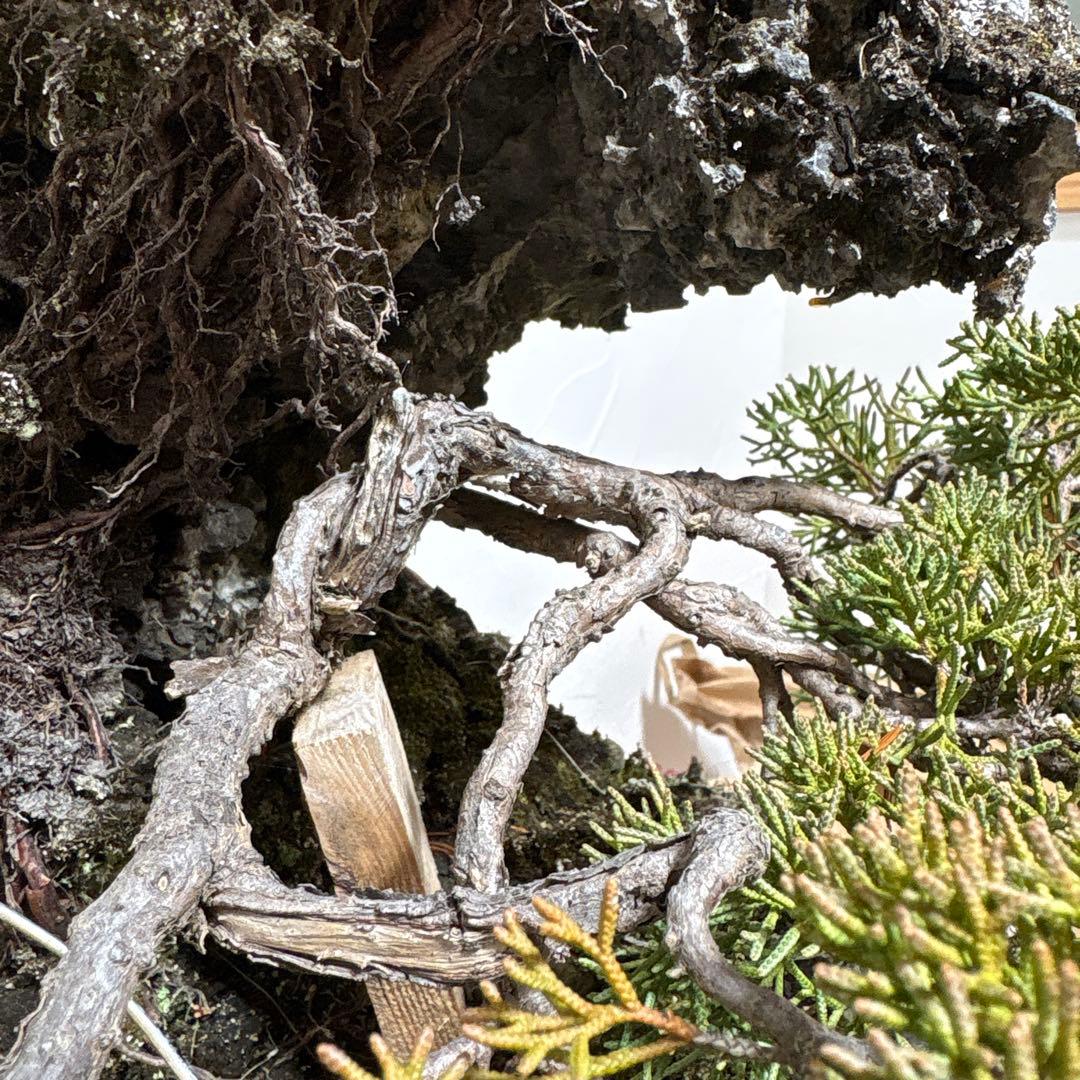 【大阪北部引き取り限定】 真柏　盆栽　石付き