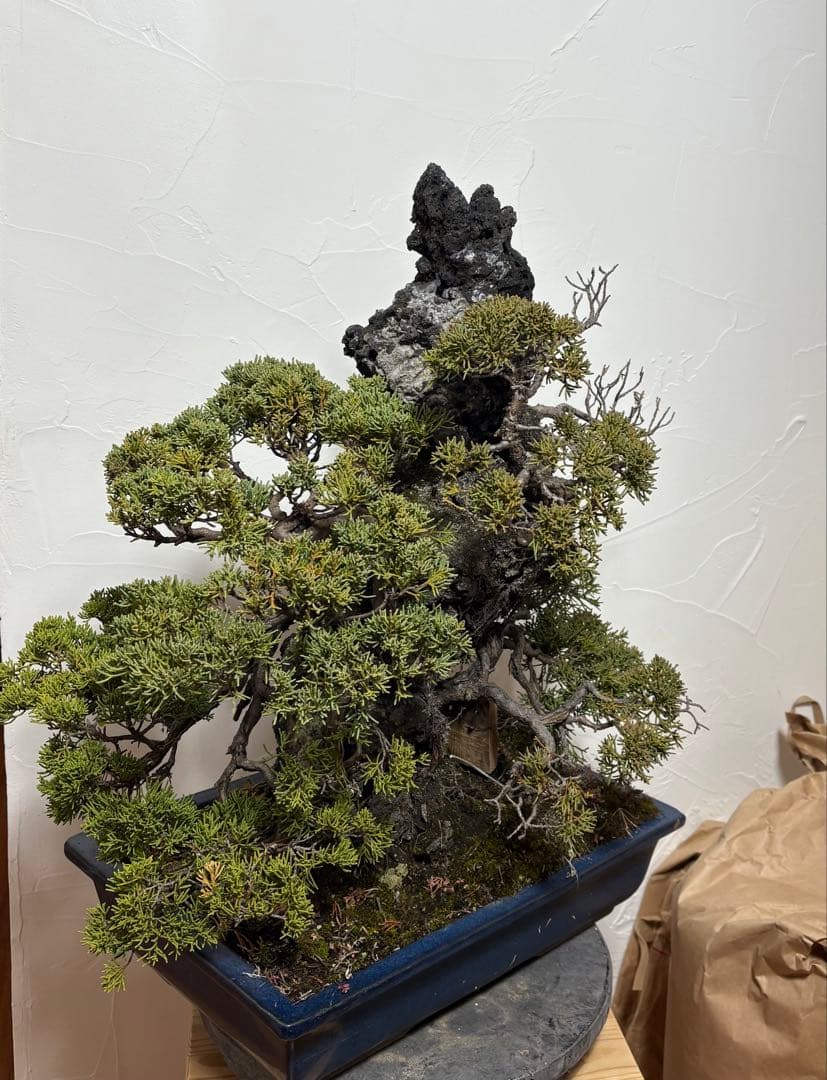 【大阪北部引き取り限定】 真柏　盆栽　石付き