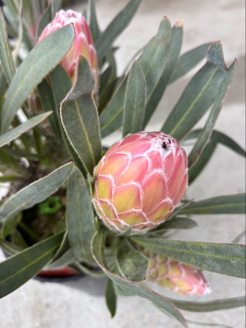 プロテア　ジュリエット　6フラワー！