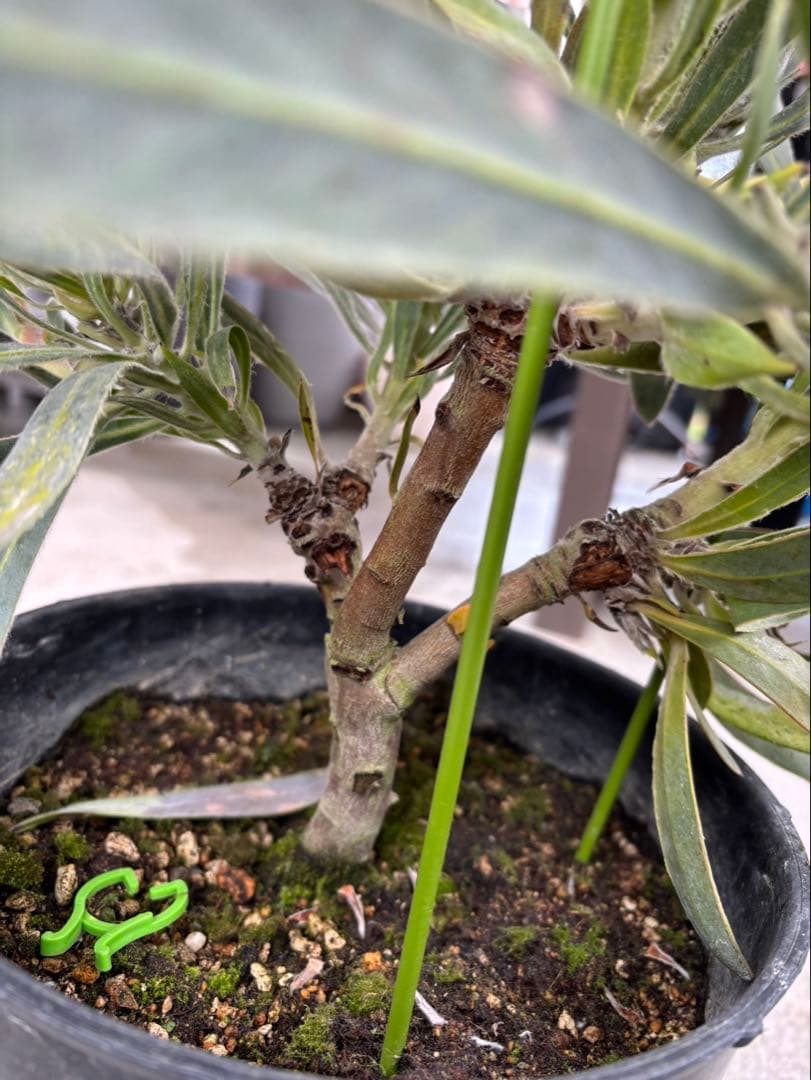 プロテア　ジュリエット　6フラワー！