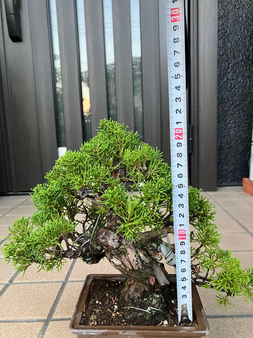 ◉超大特価！ 真柏糸魚川 超極太　極上品　究極の逸品！超お勧め品　早いもの勝ち