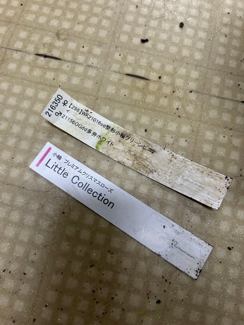 リトルコレクション Little Collection 加藤農園クリスマスローズ