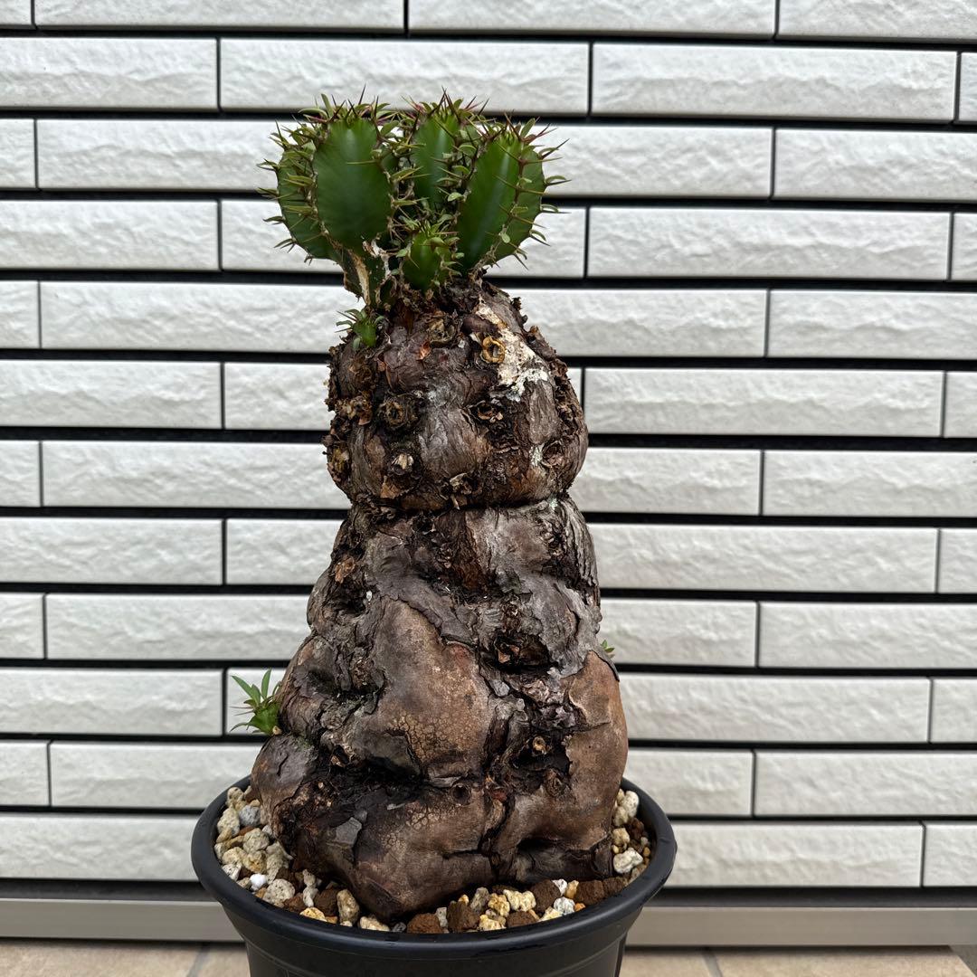 ユーフォルビア ムランジーナ 特大株 現地球 発根済