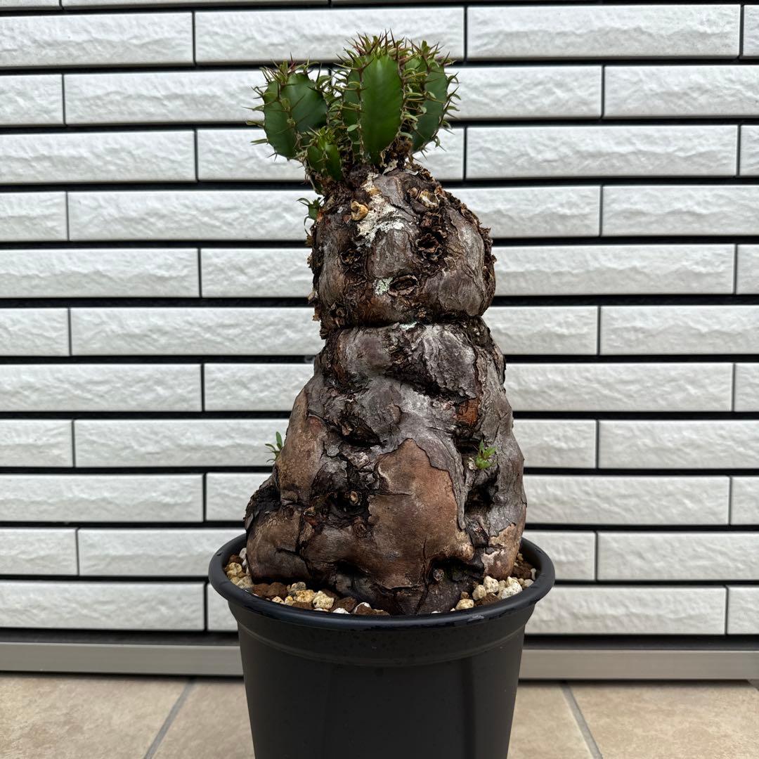 ユーフォルビア ムランジーナ 特大株 現地球 発根済