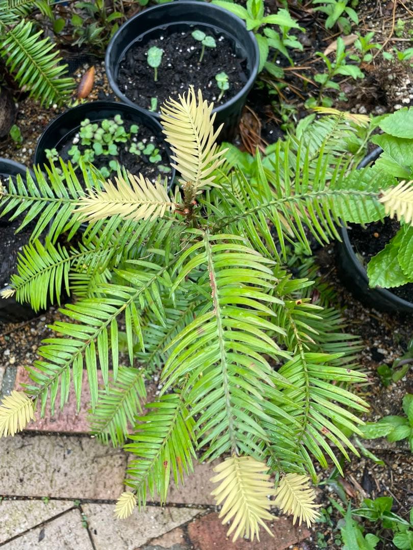 Wollemia nobilis ウォレマイパイン(ジュラシックツリー)H400