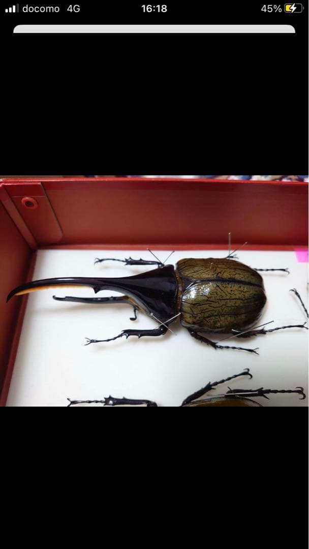 【最終値下げ】大型ヘラクレスリッキー標本145mm（ブルー系）