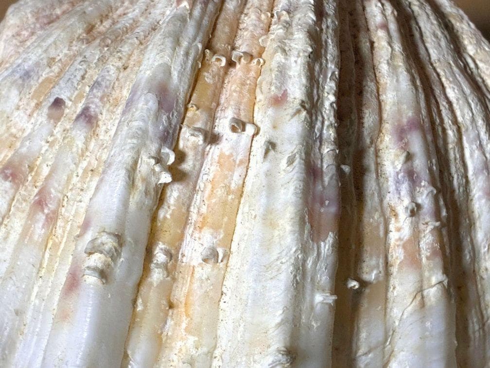 貝殻17点セット■白サンゴ■シャコ貝■トウカムリ■ヒレインコ■笠貝■丸ツノカイ