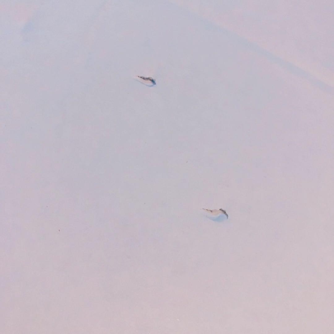 ☆美品☆ TEORI テオリ ZERO ミラー Mサイズ 乳白