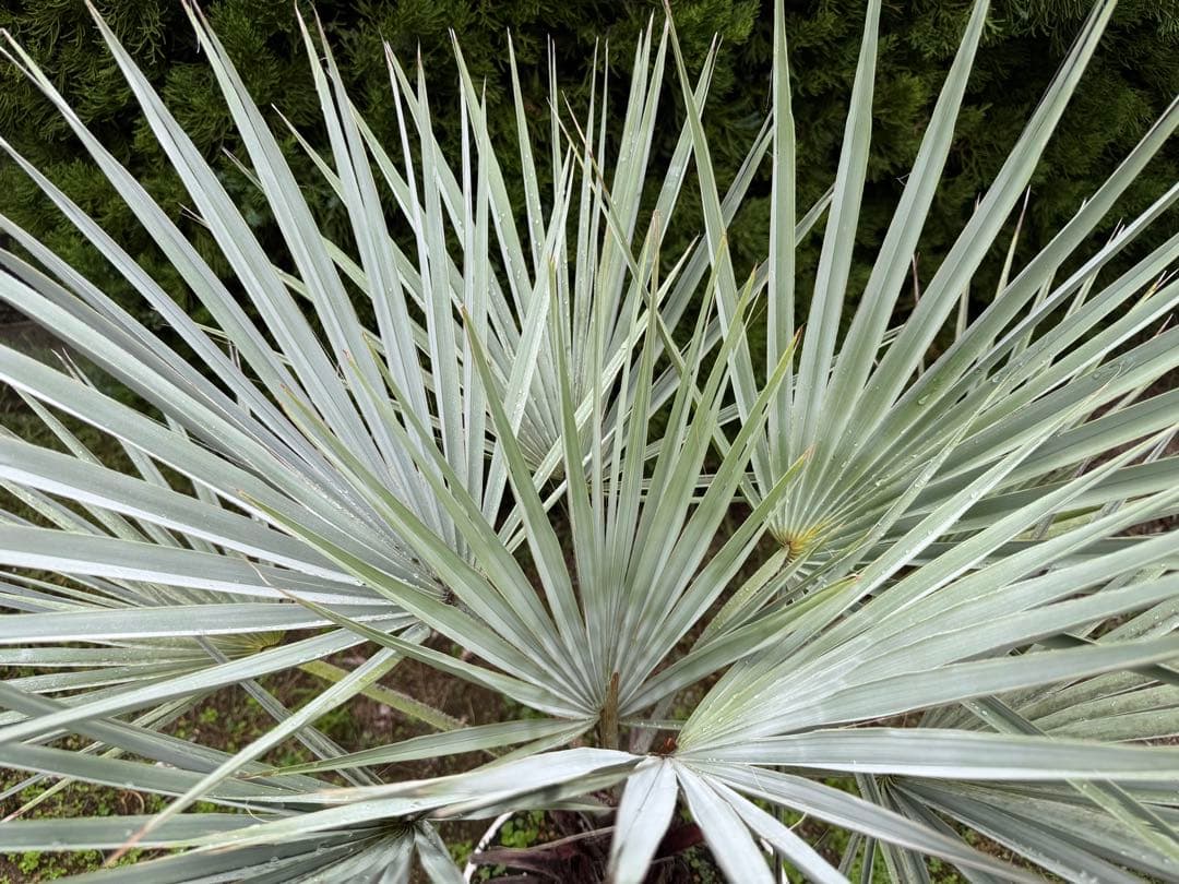 ブラヘアアルマータ