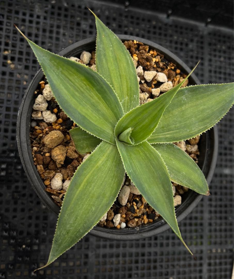 メルカリ便発送‼︎　ブルーフレーム　縞斑　鉢付き発送‼︎