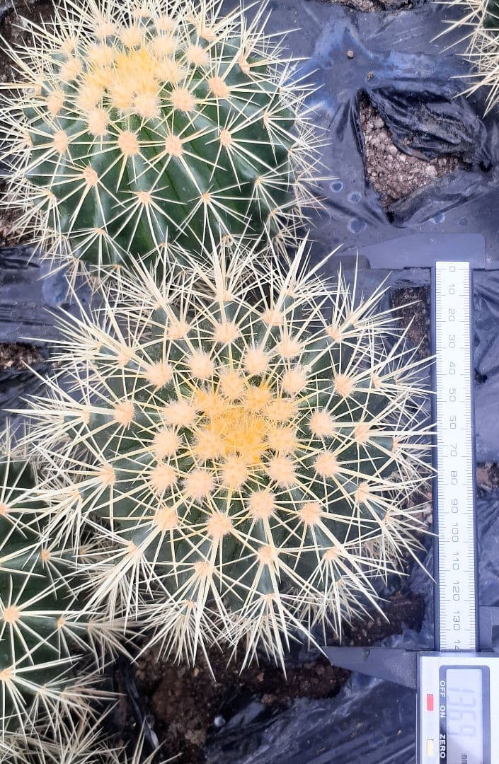 【専用出品】one様　サボテン　金鯱　・約30cm　1個　・6~7号サイズ　5個