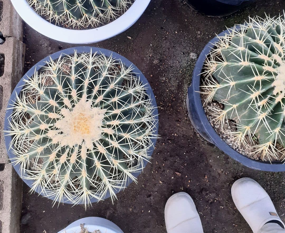 【専用出品】one様　サボテン　金鯱　・約30cm　1個　・6~7号サイズ　5個