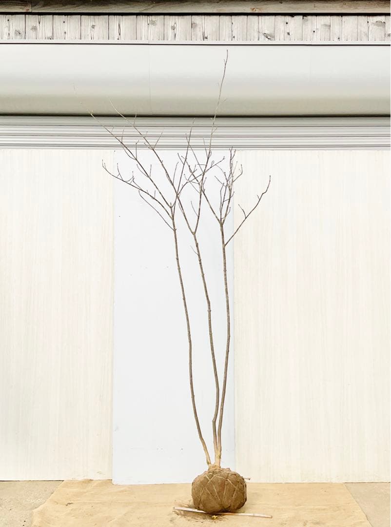 山採りアオダモ　株立　/872