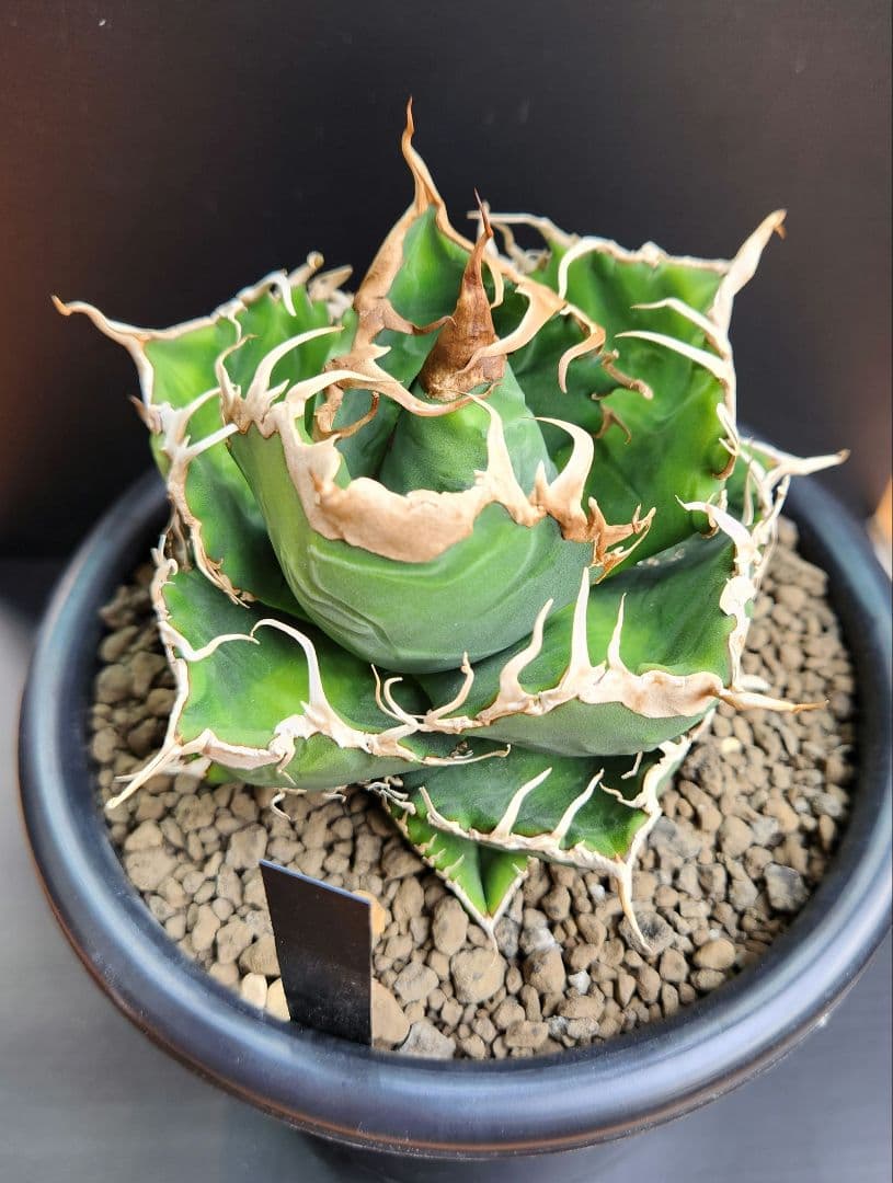 アガベ　オテロイ　悪魔くん　スパチタ　親株　現物