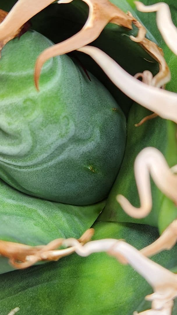 アガベ　オテロイ　悪魔くん　スパチタ　親株　現物