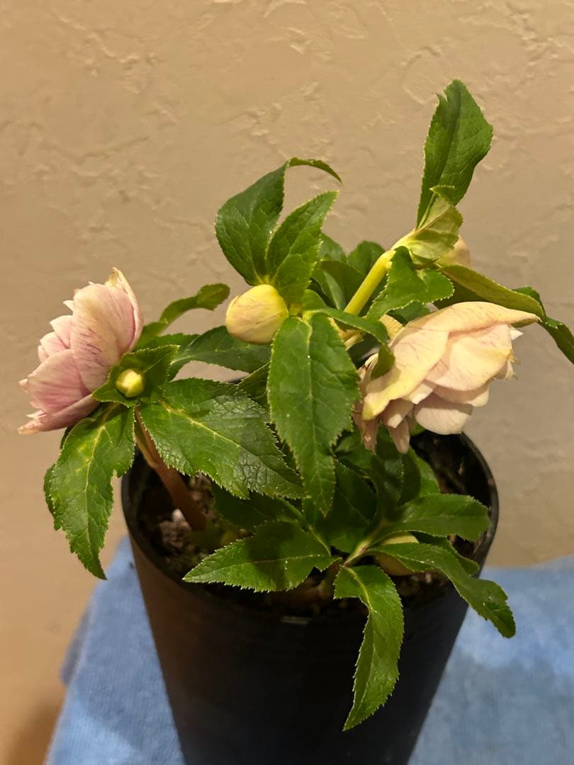 クリスマスローズ　ソレイユ　多弁　広瀬園芸