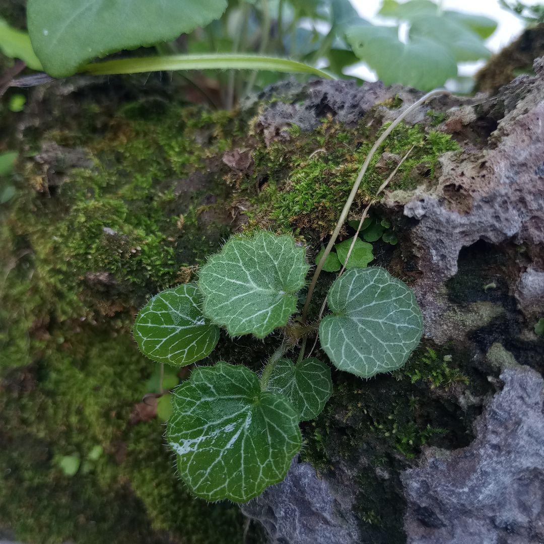 溶岩石 苔 ユキノシタ、イワヒバ ガーデニング植木鉢