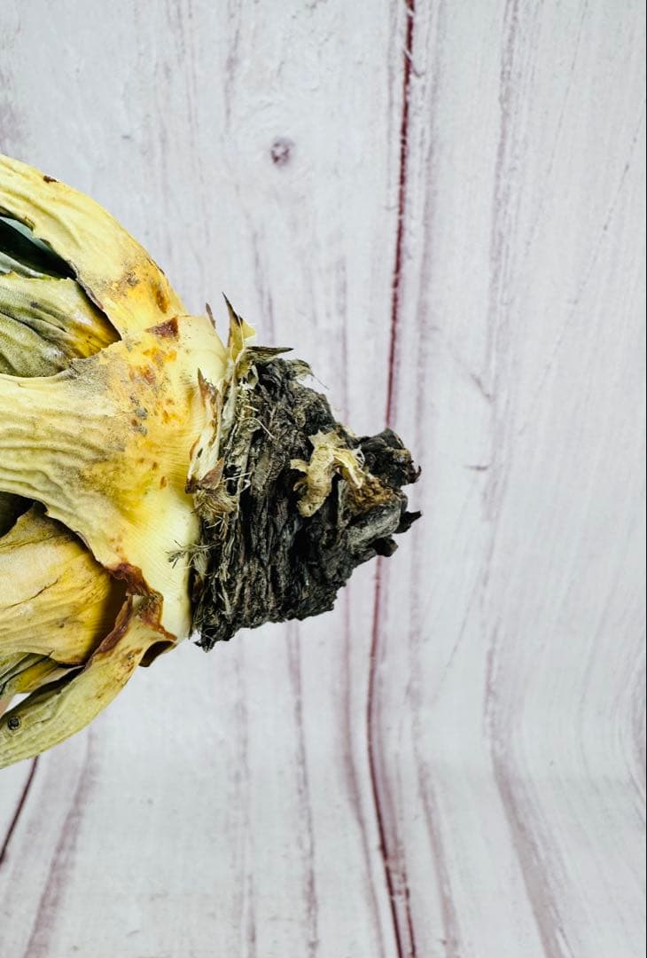 793 アガベ ユタエンシス エボリスピナ 陽炎 ロングスパイン