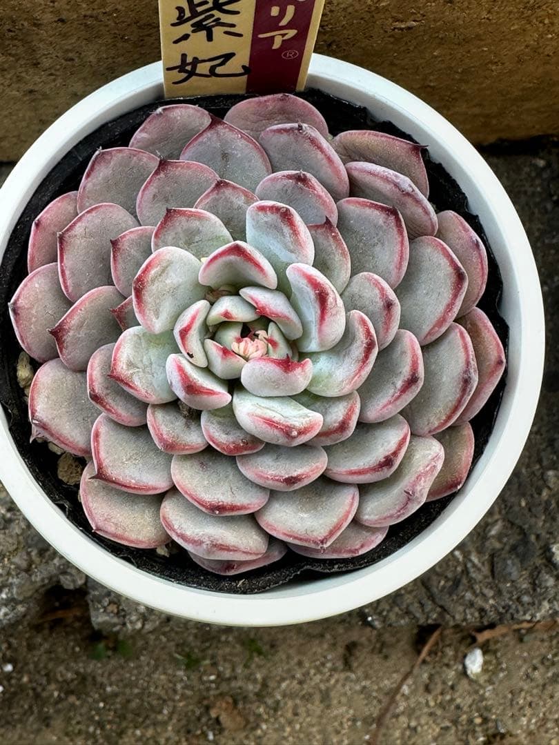 おらいさん苗　ミックスベリア　　　　　　　　　美紫妃　札、鉢付き