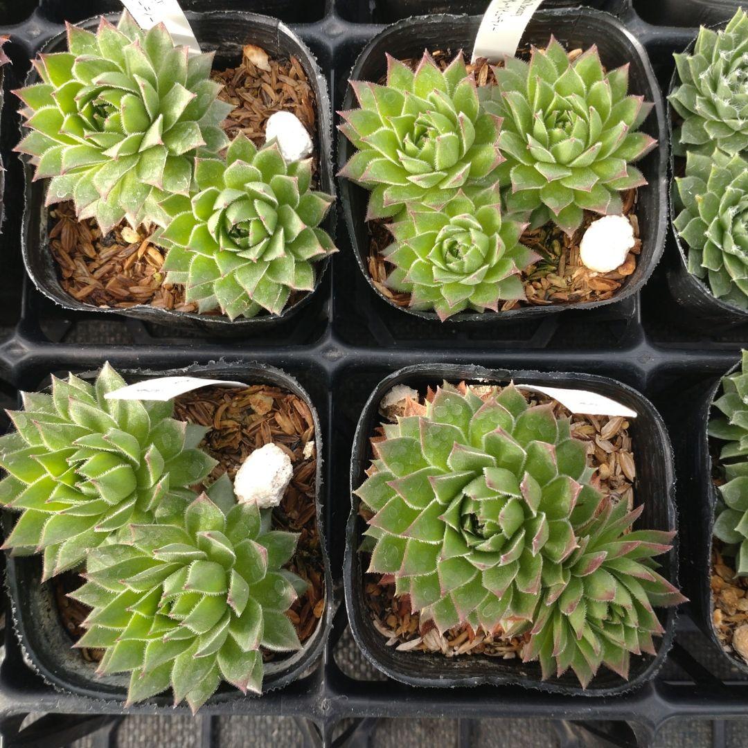 1ポット410円〜 センペルビウム26年1月 その4