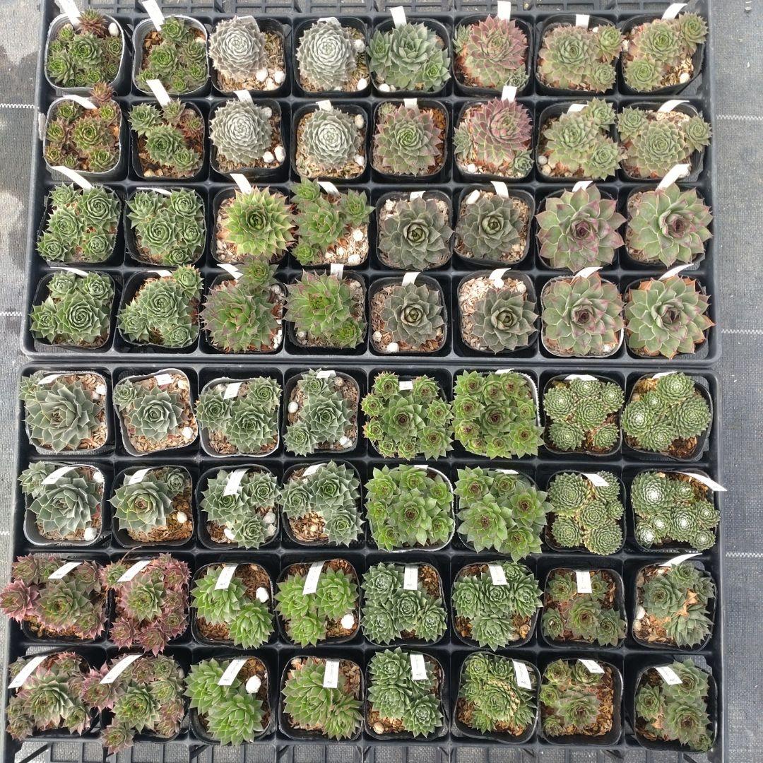 1ポット410円〜 センペルビウム26年1月 その4