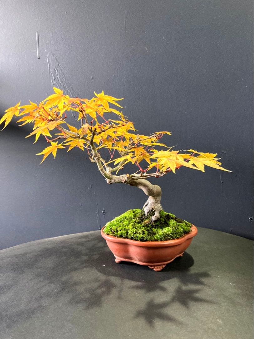 山紅葉盆栽