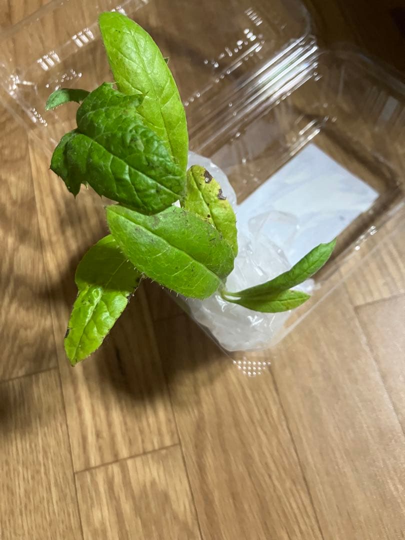 【mggm様確認用】