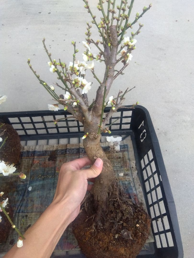 梅　盆栽　6株　新年破格セール❗　②