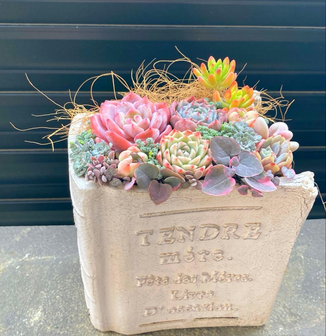 寄せ植え　多肉植物　寄せ植え　本