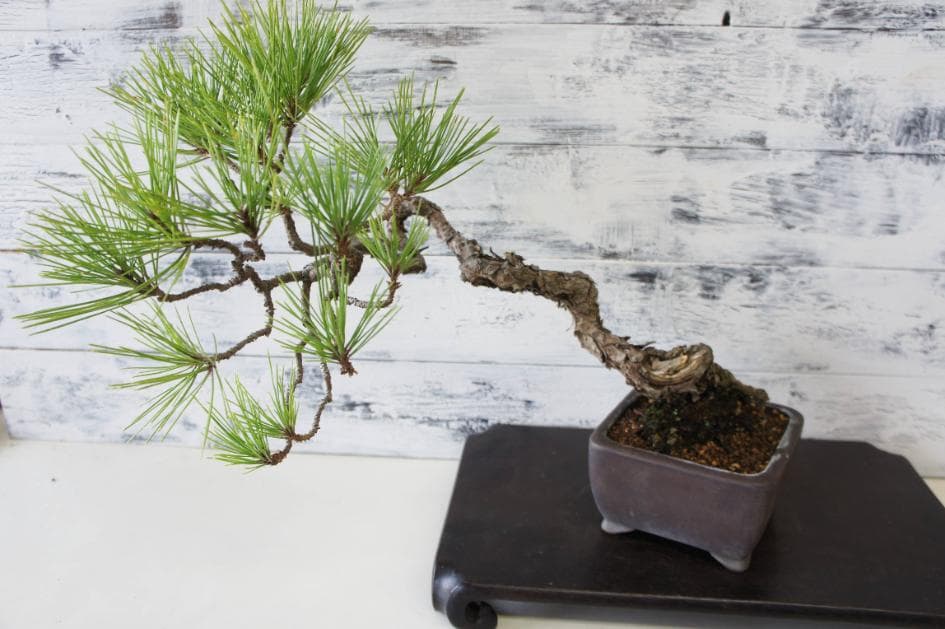 盆栽 『黒松』 インテリア 観葉植物 園芸 ガーデニング 送料無料 b183
