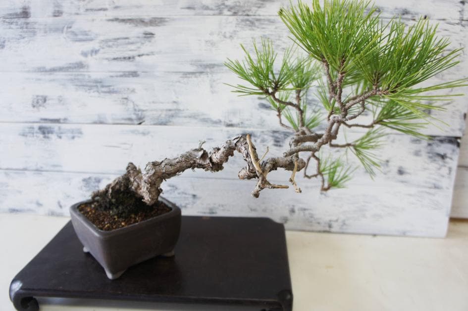 盆栽 『黒松』 インテリア 観葉植物 園芸 ガーデニング 送料無料 b183