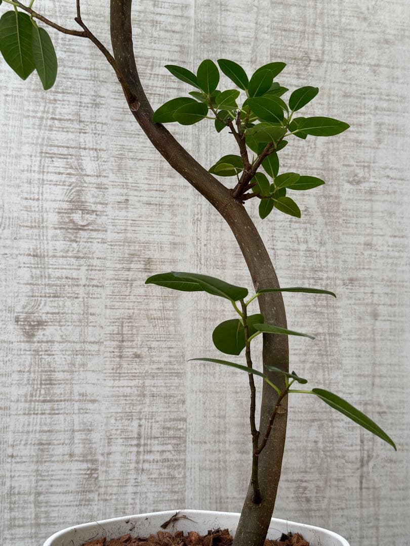 ☆ フランスゴム フィカス•ルビギノーサ♪ 130cm スリムな曲がりフォルム♪