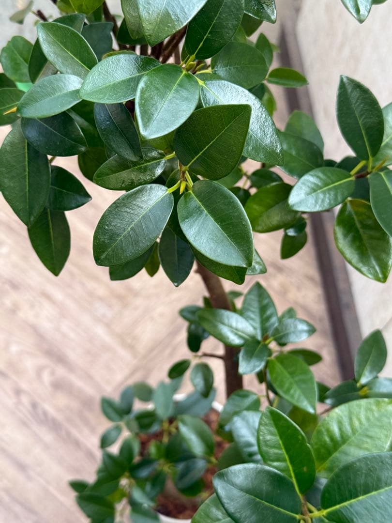 ☆ フランスゴム フィカス•ルビギノーサ♪ 130cm スリムな曲がりフォルム♪