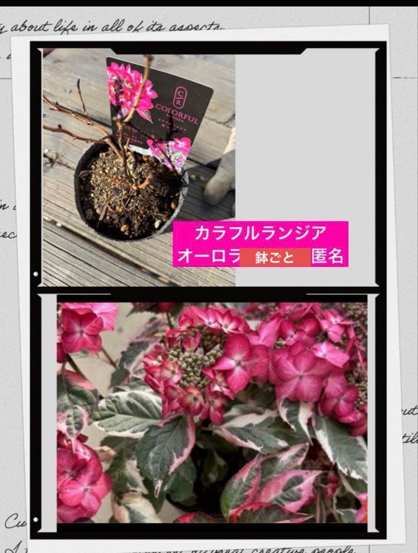 ラグランジア　紫陽花　カラフルランジア　斑入り多花性　5種　鉢ごとタグ付き
