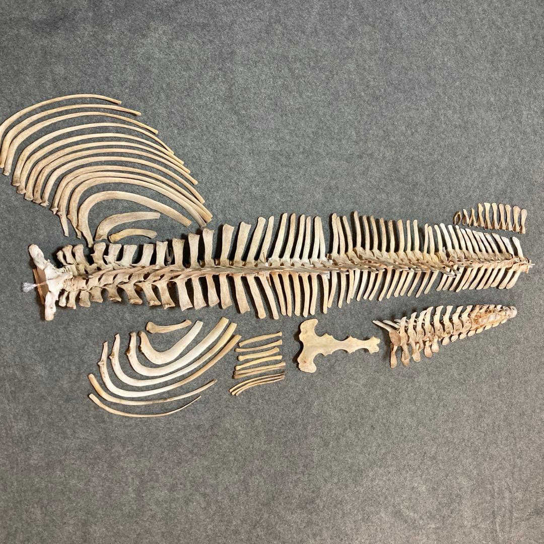 イルカの骨 骨格標本