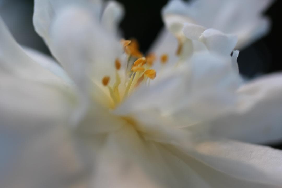 Canon EF50mm f2.5 macro コンパクトレンズ　#5281