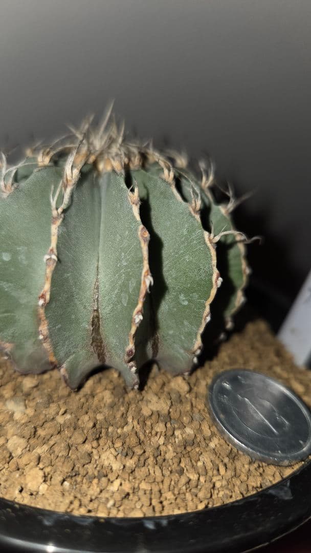 メキシカーナ　特大