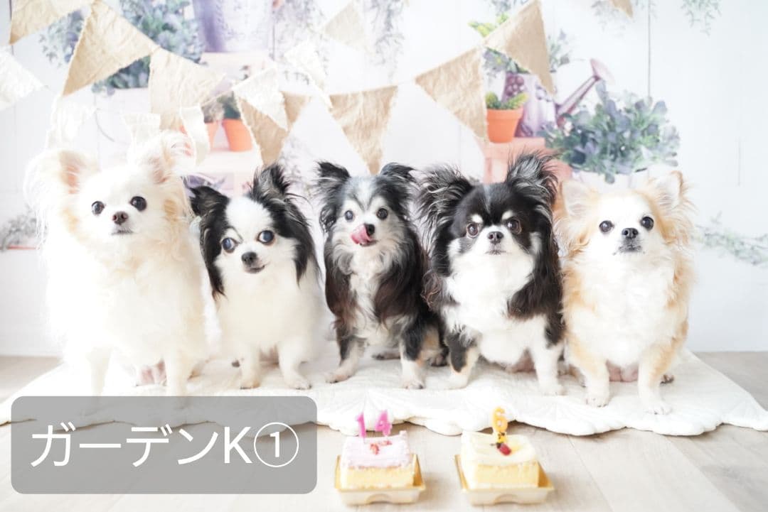 背景布【　フラワーMIX F　】サンプル　ペット、ドール撮影用　ラベンダー藤の花