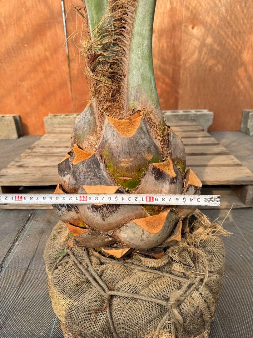 ココスヤシ【超シルバーリーフ】葉先200cm幹回り90cm 幹高30cm