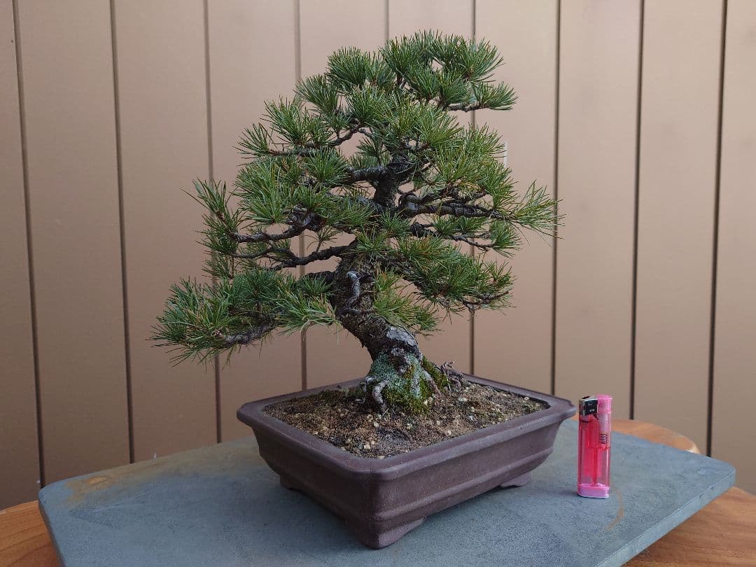 盆栽　五葉松　樹高28cm