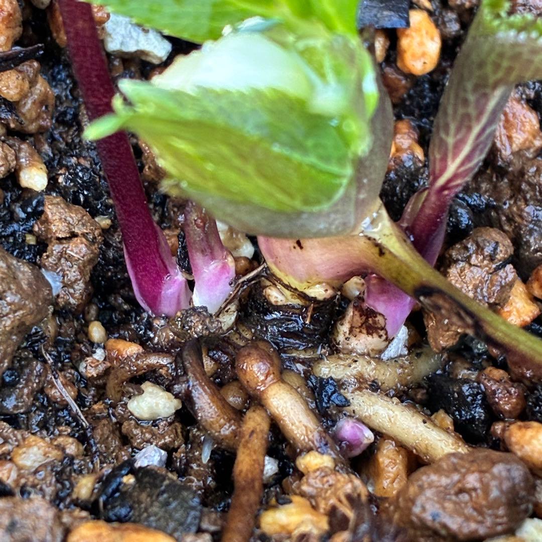 の*ん様 ☘️蕾付き☘️3302⭐️小輪⭐️SD⭐️シズカ⭐️静⭐️樋口さん⭐️